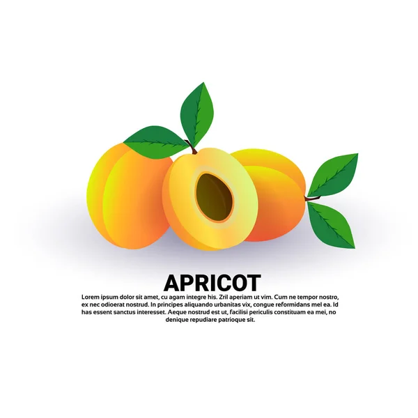 杏在白色背景, 健康生活方式或饮食概念, 新鲜果子标志 — 图库矢量图片
