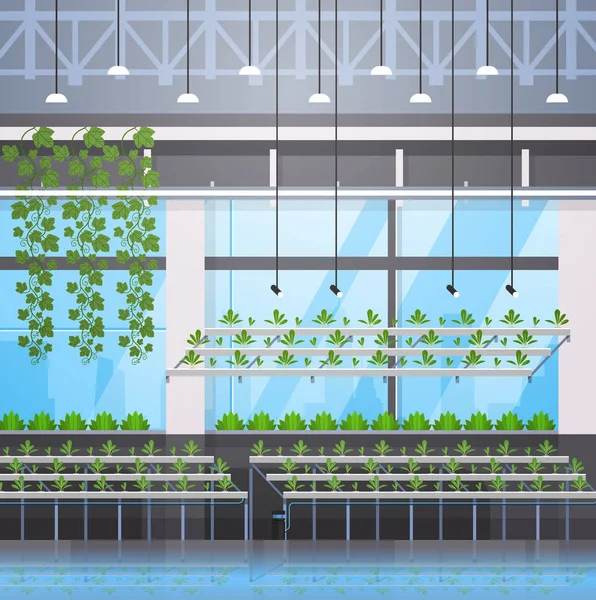 Biologische hydroponic groene planten rij teelt boerderij moderne broeikasgassen interieur landbouw systeemconcept — Stockvector