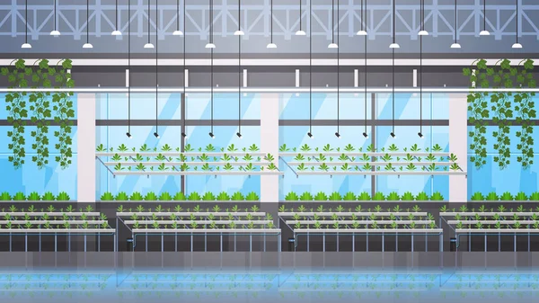 Szerves hidroponikus zöld növények termesztése mezőgazdasági modern üvegházhatást okozó belső gazdálkodási rendszer fogalma vízszintes sorban — Stock Vector