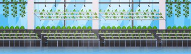 Organik hydroponic yeşil bitki yetiştirme çiftliği modern sera iç tarım sistemi kavramı yatay banner kürek