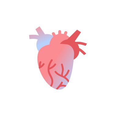 Anatomik kalp simgesi insan vücudu organı anatomi sağlık tıbbi kavramı beyaz arka plan