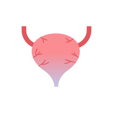 idrar kesesi insan organ anatomi sağlık tıbbi kavramı beyaz arka plan