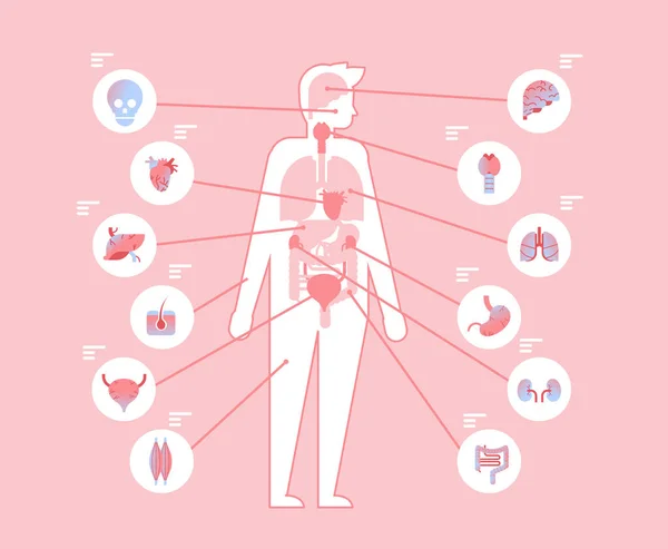 Principales órganos internos del cuerpo humano dentro de la estructura anatómica plantilla infográfica concepto médico y sanitario plana — Vector de stock