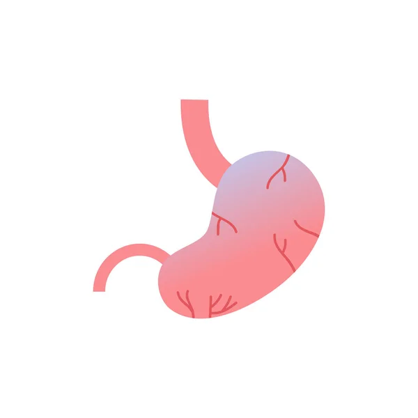Icono del estómago anatómico cuerpo humano órgano anatomía cuidado de la salud concepto médico fondo blanco — Vector de stock