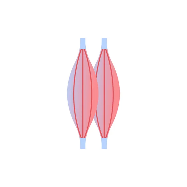 Muskel ikonen mänskliga organ anatomi hälso-och medicinska begrepp vit bakgrund — Stock vektor