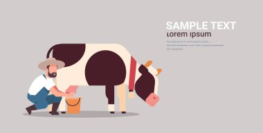 male farmer milking cow in bucket farm domestic animal cattle fresh milk concept flat gray background horizontal copy space clipart