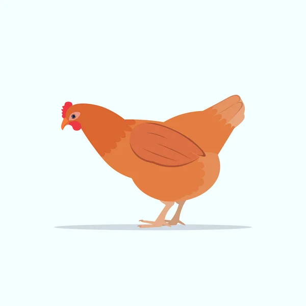Carino pollo domestico pollame allevamento concetto piatto bianco sfondo — Vettoriale Stock