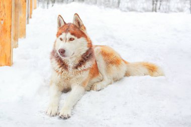 Karlı Malamute doğurmak üstünde kar taneleri ile kar üzerinde oturan erkek