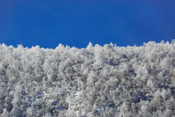 Forest Covered Hoarfrost Blue Sky Sunlight — Stock Photo, Image