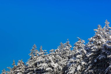 Açık mavi gökyüzü karşı karlı dalları ile kışın çam ormanı kenarında