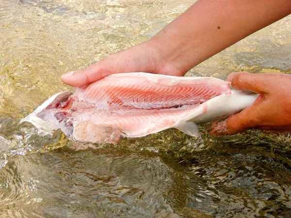 Washing Gutted Lake Trout Crystal Clear Water — Stock Photo, Image