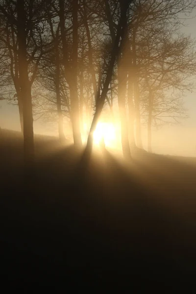 Tramonto raggi casting attraverso un gruppo di alberi — Foto Stock