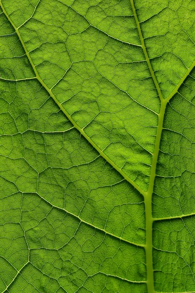 Большой зеленый лист в солнечном свете с приятной подробностью о структуре Стоковое Фото