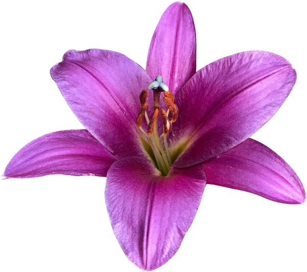 Фиолетовый Цветок Лилии Выделяется Белом Фоне — стоковое фото