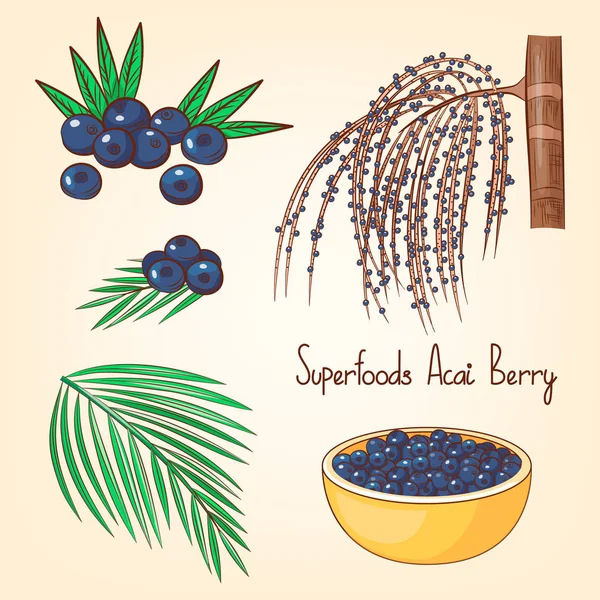 Acai çilek ağacı kümesiyle ve bırakır. Superfoods koleksiyonu. El vektör çizim çekilmiş. Karikatür tarzı.