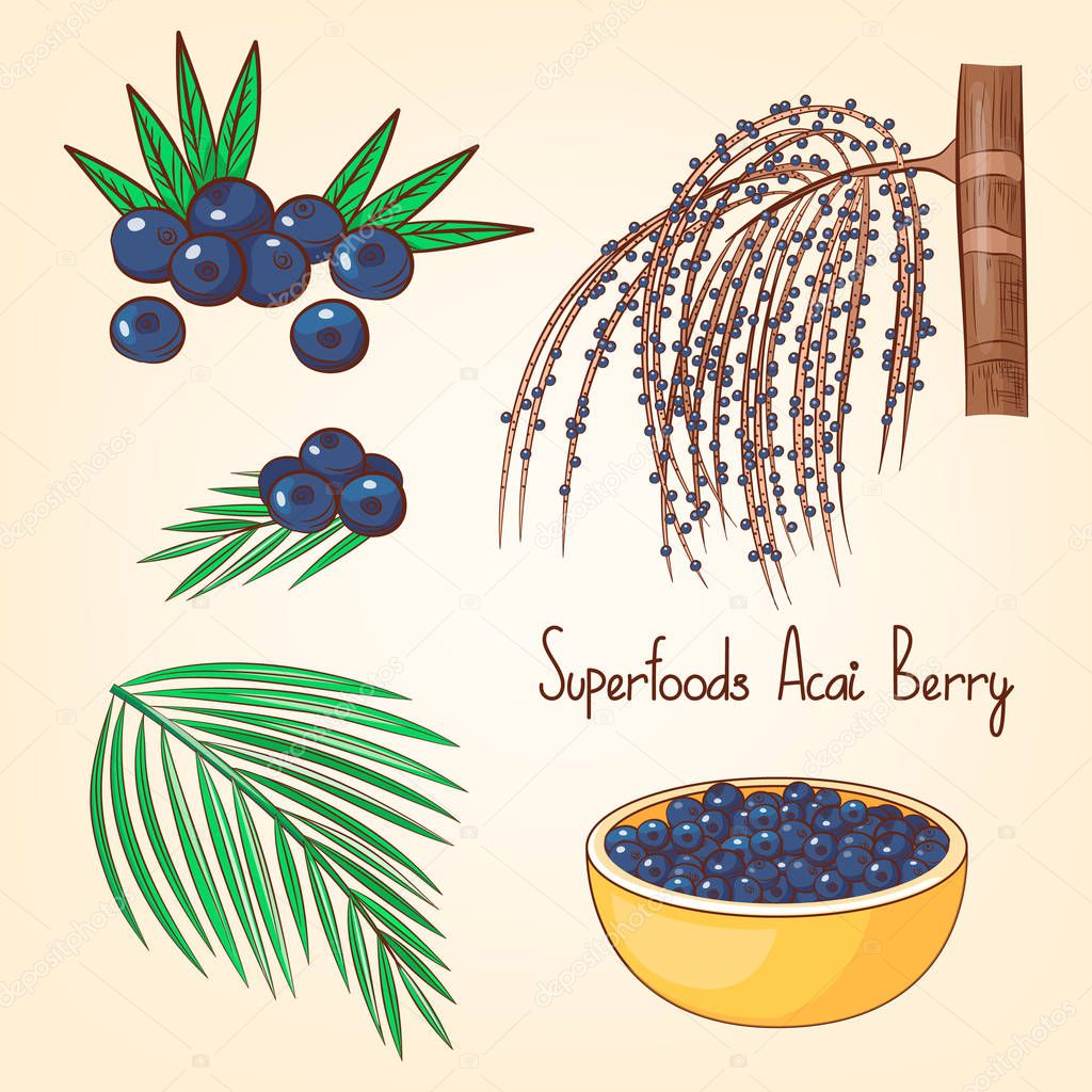 Acai berries set with tree and leaves. Superfoods collection. Hand drawn vector illustration. Cartoon style.