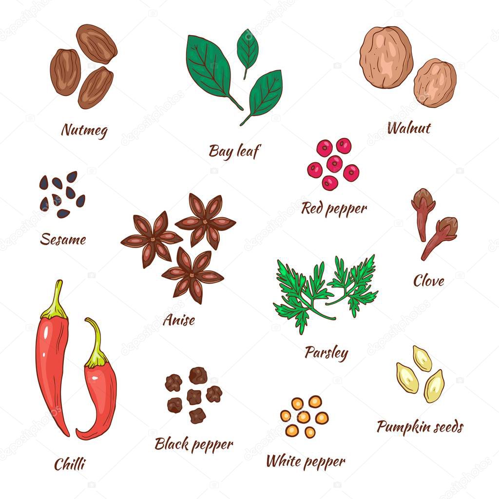 Spices vector illustration hand drawing set. Herbal and food collection. Walnut and nutmeg, bay leaf and pepper, sesame and anise, parsley and clove, chilli and pumpkin seeds. Fresh menu