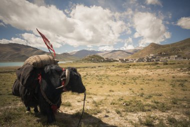 manzara, tibet Çin'hayvan.