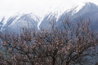 Şeftali çiçeği, tibet Çin'bahar.