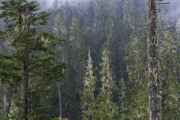 Tall Skog Tiebt Kina — Stockfoto