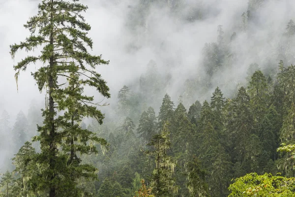 Çam Ağacı Tiebt Çin Ormanda — Stok fotoğraf