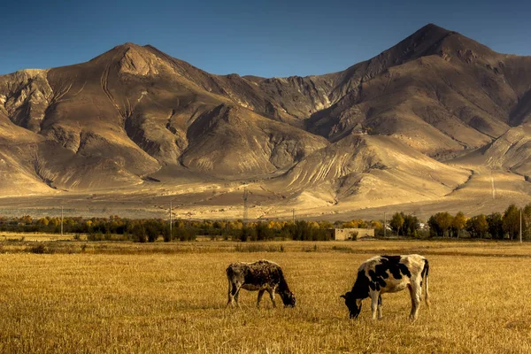 Krajina Zvířata Tibetu Číny — Stock fotografie