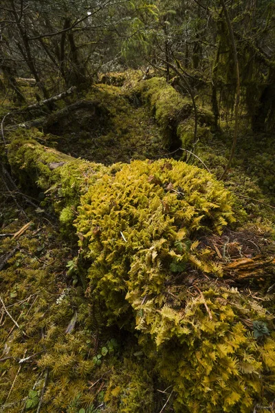 Árvore Floresta Porcelana Tibete — Fotografia de Stock