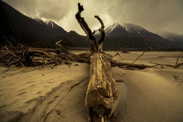 Árvore Praia Paisagem Tibete China — Fotografia de Stock