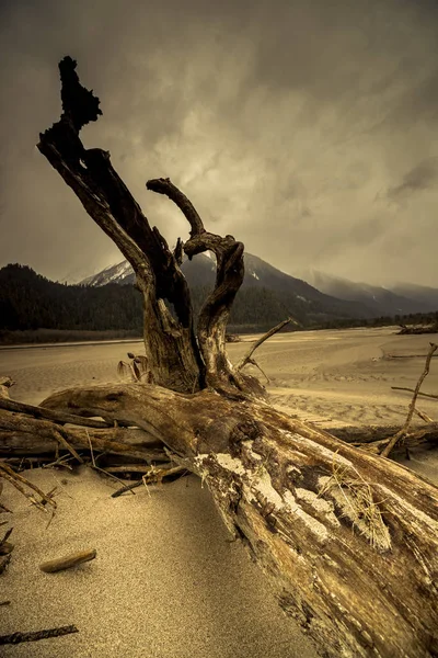 Tree Beach Landscape Tibet China — Stock Photo, Image