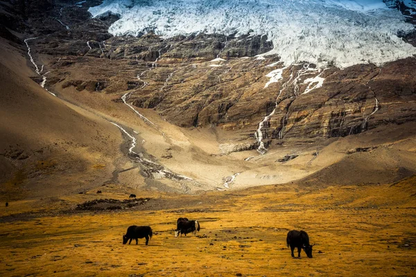 Krajina Tibetu Číně Stock Fotografie