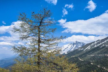 çam ağacı, tiebt Çin ormanda.