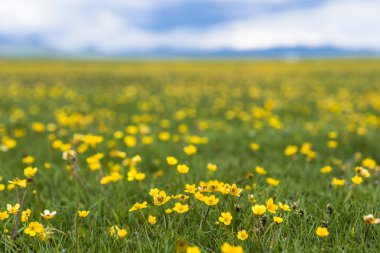 kır çiçeği bahar, tibet Çin.