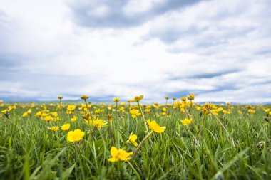 kır çiçeği bahar, tibet Çin.