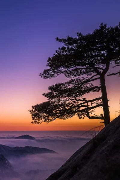 Δέντρα Που Φύονται Βραχώδη Όρη Huangshan Anhui Κίνα — Φωτογραφία Αρχείου