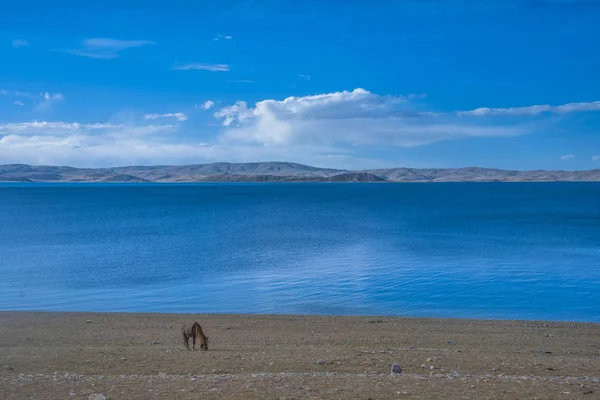 Krajina Zvířata Tibetu Číny — Stock fotografie