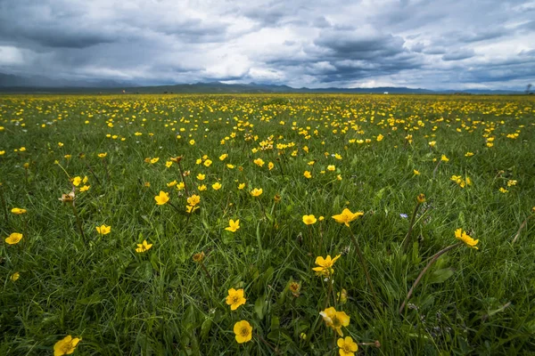 Wilde Bloemen Het Voorjaar Tibet China — Stockfoto