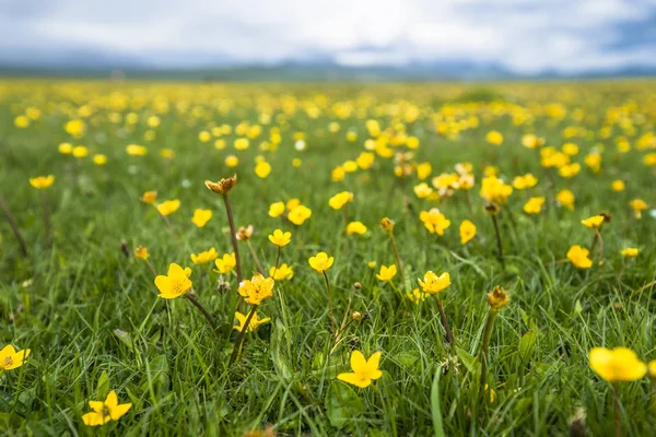 Wilde Bloemen Het Voorjaar Tibet China — Stockfoto