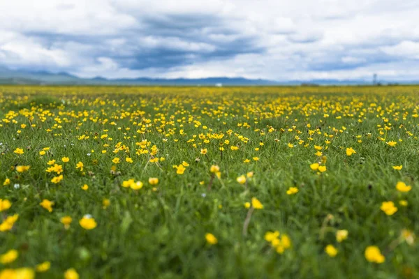 Wilde Bloemen Het Voorjaar Tibet China — Stockfoto