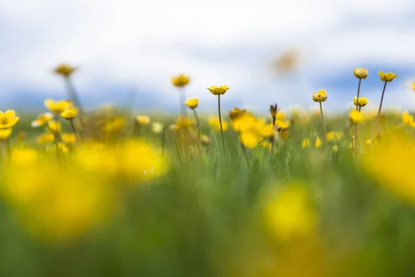 野花在春天 西藏中国 — 图库照片