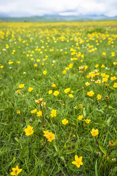 Wilde Bloemen Het Voorjaar Tibet China — Stockfoto