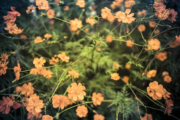 Blüte Freien Frühling — Stockfoto