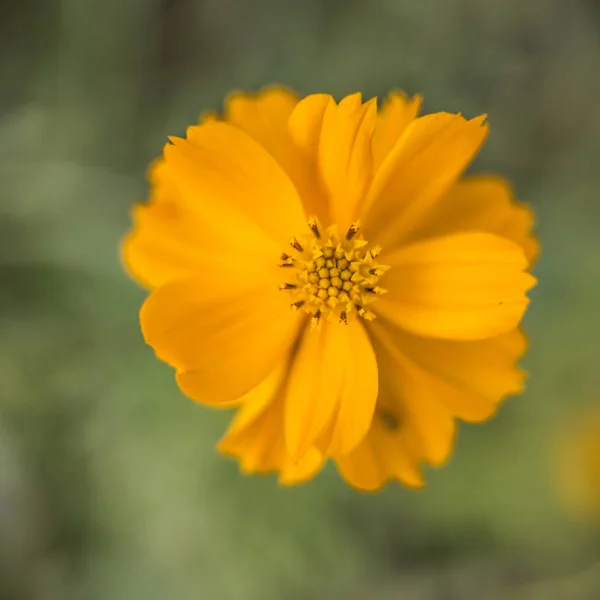 Fiore All Aperto Primavera — Foto Stock