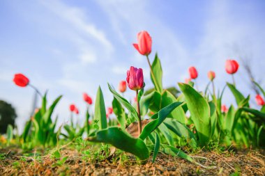Lale bahçesinde bulunan gökyüzü arka plan.