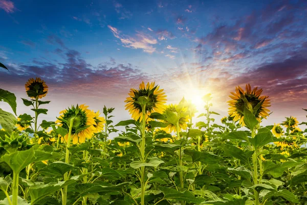 Sunset Sunflower Fields China — Stock Photo, Image