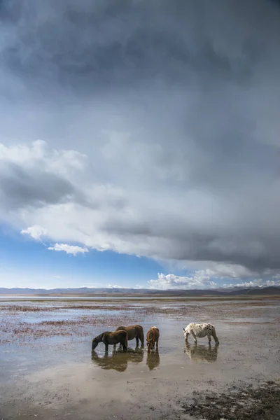 Landscape Animal Tibet China — Stock Photo, Image