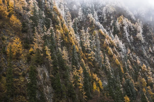 秋には 雲南省の森林 — ストック写真