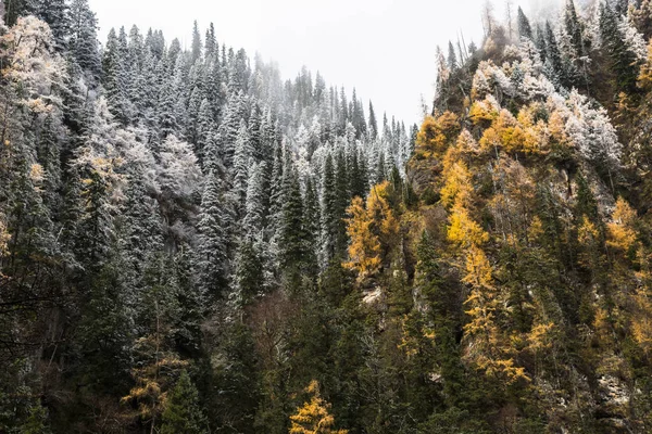 Sonbahar Yunnan Çin Ormanda — Stok fotoğraf