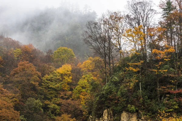 Foresta Autunno Yunnan China — Foto Stock