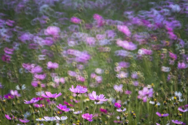 Kwiat Ogrodzie Rozmycie Tła — Zdjęcie stockowe