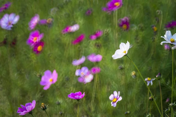 Kwiat Ogrodzie Rozmycie Tła — Zdjęcie stockowe